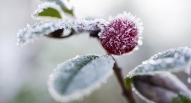 În aprilie, Baba Dochia aduce înghețuri și temperaturi de până la -6 grade Celsius