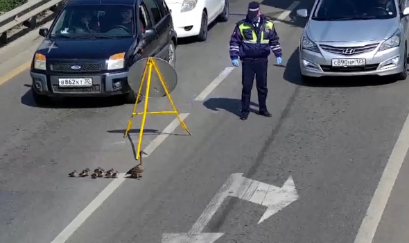 O familie de raţe a blocat traficul într-un oraş din Rusia