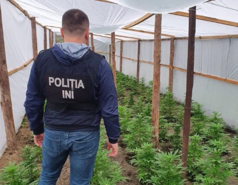 ,,Au sădit castraveți, dar a crescut droguri”. Poliția a depistat o seră pentru cultivarea cânepii în Hâncești