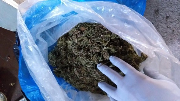 Grupare criminală specializată în cultivarea, prelucrarea și comercializarea drogurilor reținută la Căușeni