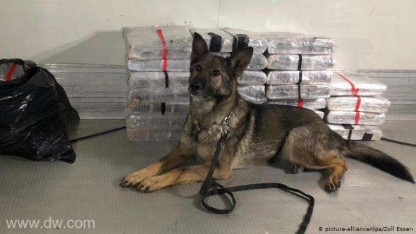 Un câine a descoperit 132 de kilograme de haşiş într-un camion frigorific