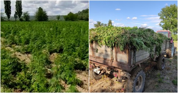 Poliția a depistat două hectare de cânepă la Căușeni. Bănuitul este cercetat în stare de libertate