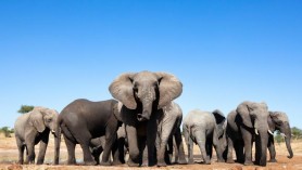 Un bărbat din India le-a lăsat pământul moștenire elefanților săi după ce animalele i-au salvat viața