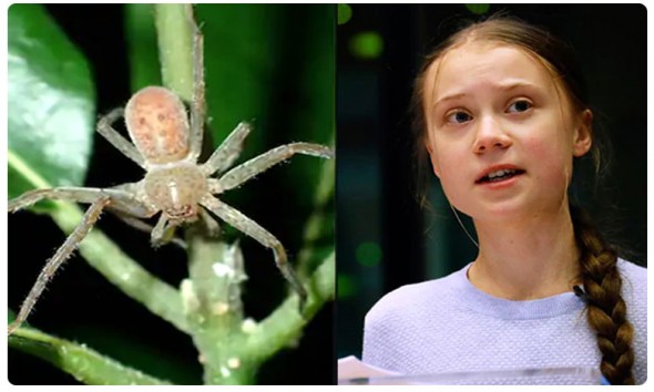Un om de ştiinţă german a denumit o nouă specie de păianjen după activista Greta Thunberg