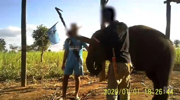 Thailanda: Imagini rare cu tehnicile crude de dresaj aplicate elefanţilor destinaţi industriei turistice, difuzate de activişti