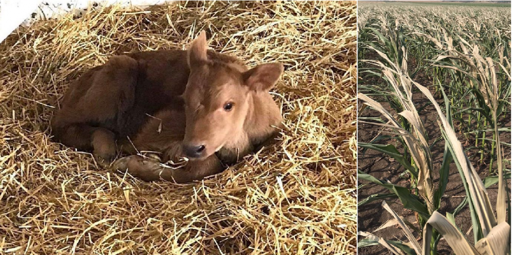 Asociaţia Naţională „Lapte” către Parlament, Guvern și Președinție: Animalele sunt ființe vii ,care au nevoie de hrană