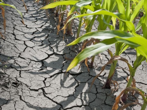 Un grup parlamentar cere instituirea Situației EXCEPȚIONALE în Agricultură
