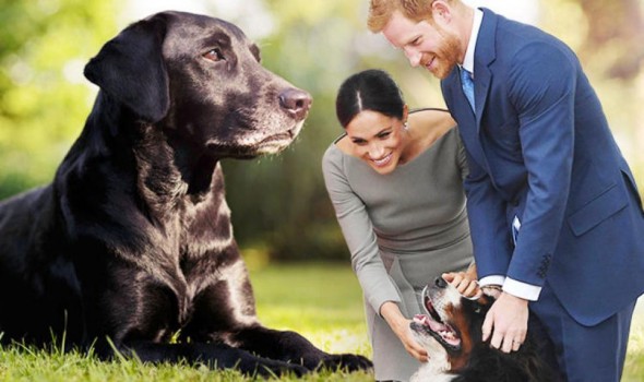 De unde s-au inspirat Prințul Harry și Meghan Markle. Au pus numele „PULA” câinelui adoptat