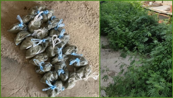 Poliția a destructurat un grup criminal organizat specializat în trafic de droguri. Bănuiții au vârste cuprinse între 27 și 70 de ani