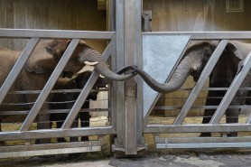 FOTO // Momentul EMOȚIONANT în care o femelă elefant își „îmbrățișează” cu trompa fiica reîntâlnită după 12 ani