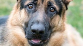 Suflet de câine. Un Ciobănesc German și-a dat viața pentru a-și salva stăpânul din flăcări