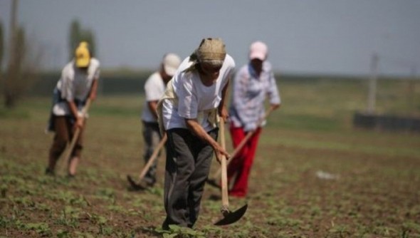 Zilierii sunt obligați prin lege să aibă contracte de asigurare socială și să achite anual 2 736 de lei