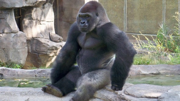 Femeie în stare gravă, după ce a fost atacată de o gorilă la grădina zoologică