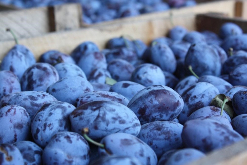 Se întâmplă din nou: 20 de TONE de prune moldovenești DISTRUSE de ruși în vamă