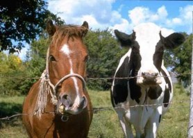 Candidat la prezidențiale: Țăranii care cresc animale domestice să fie subvenționați de stat și scutiți de impozite