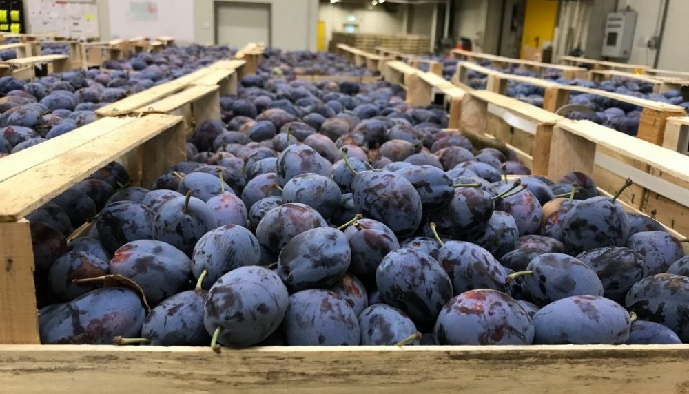 În timp ce Rusia le distruge, primul camion de prune moldovenești a ajuns în Italia