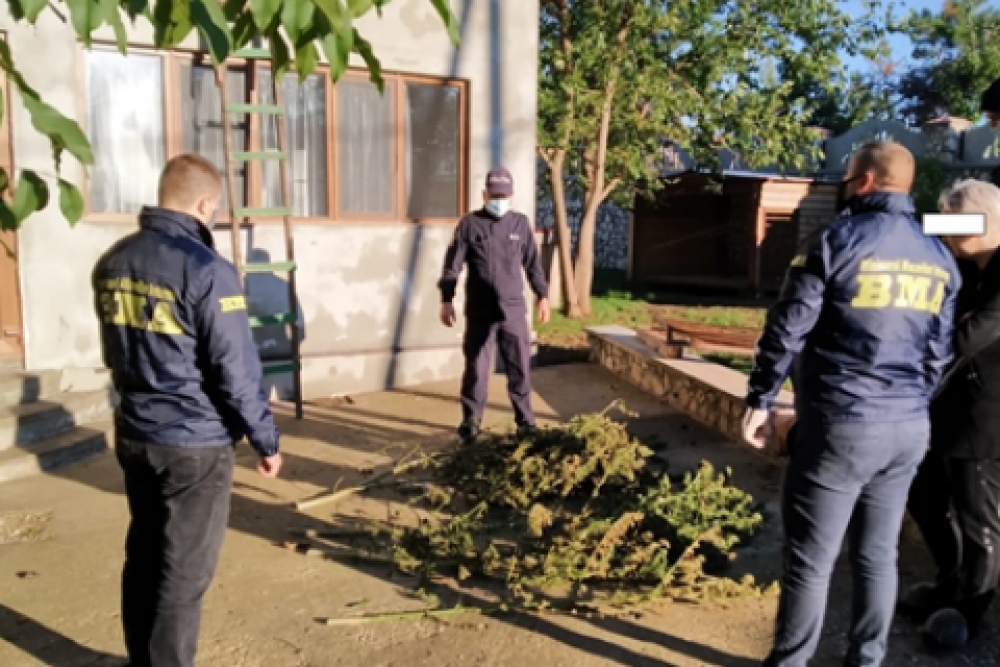 Percheziții și rețineri la Glodeni. Oamenii legii au găsit cantități mari de MARIJUANA