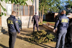 Percheziții și rețineri la Glodeni. Oamenii legii au găsit cantități mari de MARIJUANA