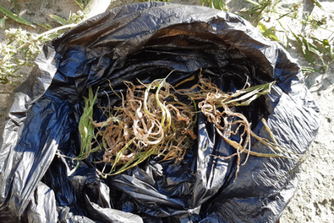 Percheziții și rețineri la Glodeni. Oamenii legii au găsit cantități mari de MARIJUANA