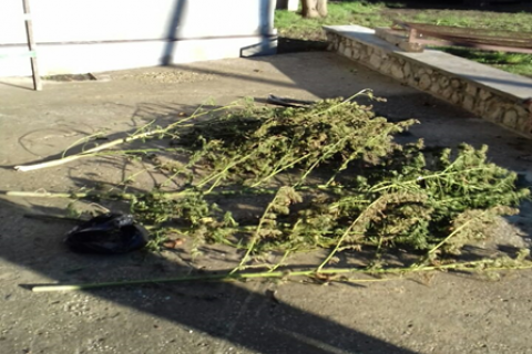 Percheziții și rețineri la Glodeni. Oamenii legii au găsit cantități mari de MARIJUANA