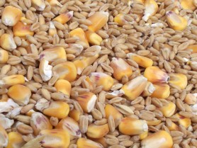 Piața agricolă: Prețurile pentru grâu și porumb au atins cel mai înalt nivel