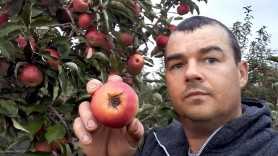 Producător: După secetă, acum ploile ne-au distrus jumătate din recoltă