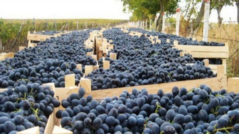 Exporturile de prune pe piața UE ar putea depăși cele de pe piața rusă