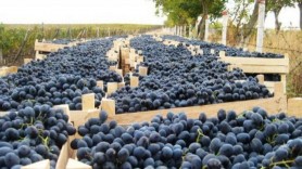 Exporturile de prune pe piața UE ar putea depăși cele de pe piața rusă