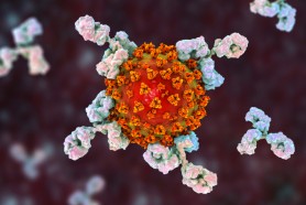 „Nivelul de anticorpi scade rapid după infecția cu coronavirus”, arată un studiu britanic