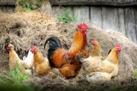 Un poliţist a fost UCIS de un COCOȘ: A sângerat până a murit