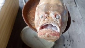 FOTO // Creatură marină BIZARĂ prinsă de un pescar. „Am aruncat totul în apă când am văzut cât este de înfricoșător”