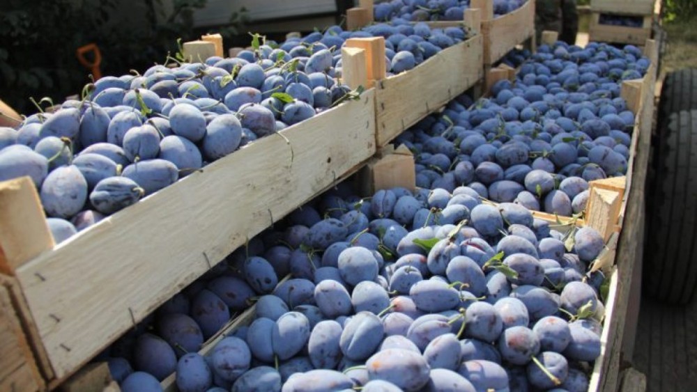 Peste 50% din cantitatea de prune exportată a ajuns în UE