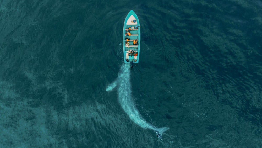 FOTO // O balenă uriașă se „joacă” și împinge cu botul o barcă cu turiști. Imagini spectaculoase surprinse din dronă