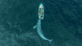 FOTO // O balenă uriașă se „joacă” și împinge cu botul o barcă cu turiști. Imagini spectaculoase surprinse din dronă