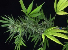 Patru state din SUA au organizat referendum privind LEGALIZAREA canabisului. Cum au votat alegătorii