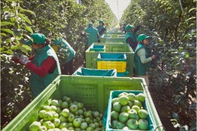 Lipsa forței de muncă se acutizează. În sectorul horticol, necesarul este acoperit în proporție de doar 13%