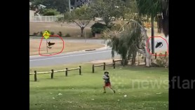 VIDEO // Copil alungat din parc de două COȚOFENE AGRESIVE. Cum explică experții comportamentul păsărilor