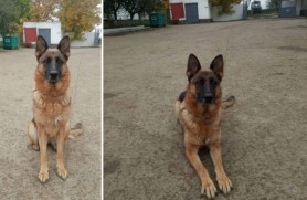Câinele Lia de la Sectorul Poliției de Frontieră Leușeni a luat urmele unui hoț, identificându-i locația