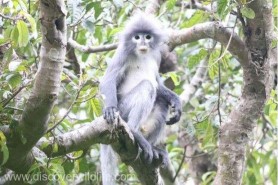 VIDEO // Oamenii de știință au descoperit o NOUĂ specie de maimuță. Care este specificitatea noii specii