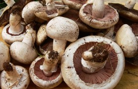 ÎNGRIJORĂTOR: În ultimele zece zile, PATRU oameni au MURIT după ce au consumat ciuperci