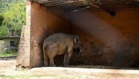 Kaavan „cel mai singuratic elefant din lume", a primit o nouă șansă la viață