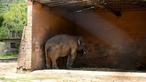 Kaavan „cel mai singuratic elefant din lume", a primit o nouă șansă la viață