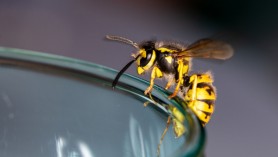 Studiu // O singură viespe poate provoca prăbușirea unui avion