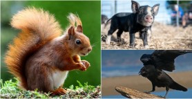 FOTO // Top 7 cele mai inteligente animale de pe planetă