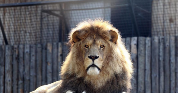 Cei trei lei de la Grădina Zoologică din Chișinău - au murit