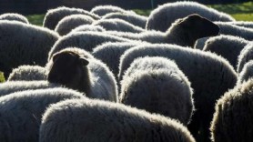 Pe lângă pandemie și secetă, locuitorii unui sat din Moldova ar fi „terorizați” și de LUPI. Haita le-ar fi ucis peste 20 de oi