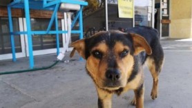 Emoționant! Un câine își așteaptă în fața unui spital timp de o lună stăpânul răpus de COVID-19