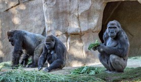 Două gorile de la o grădină zoologică, testate pozitiv cu COVID-19. Cum se manifestă boala la ele