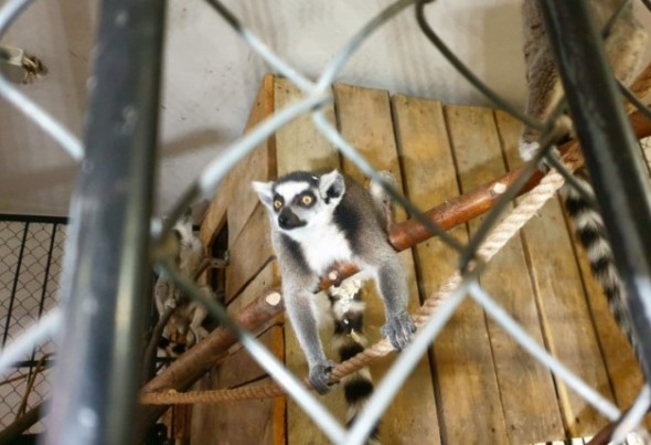 FOTO/VIDEO: Grădina Zoologică din capitală s-a îmbogățit cu peste 30 de viețuitoare noi