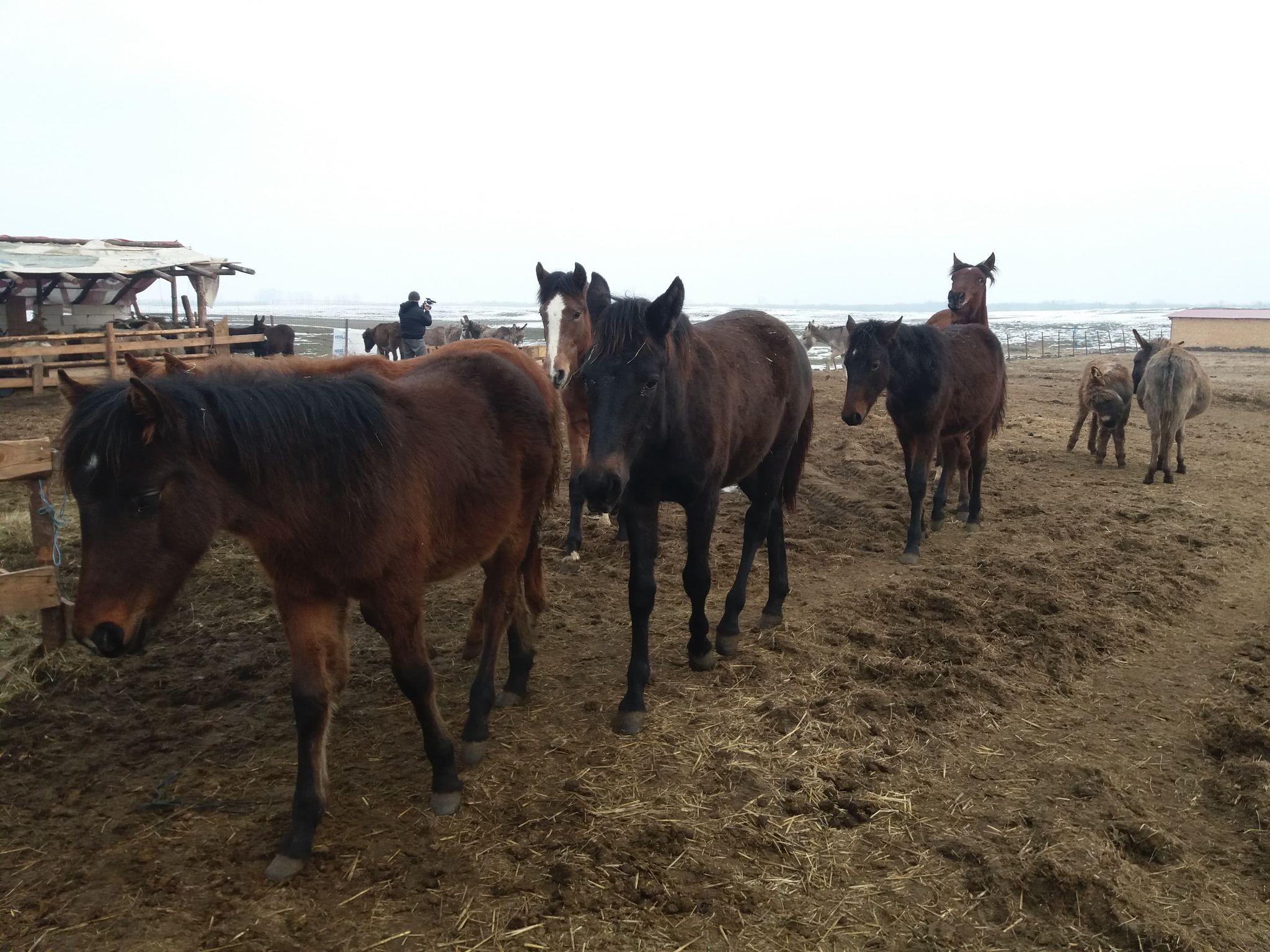 A muncit ani buni peste hotare iar cu banii câștigați a deschis un adăpost pentru animale